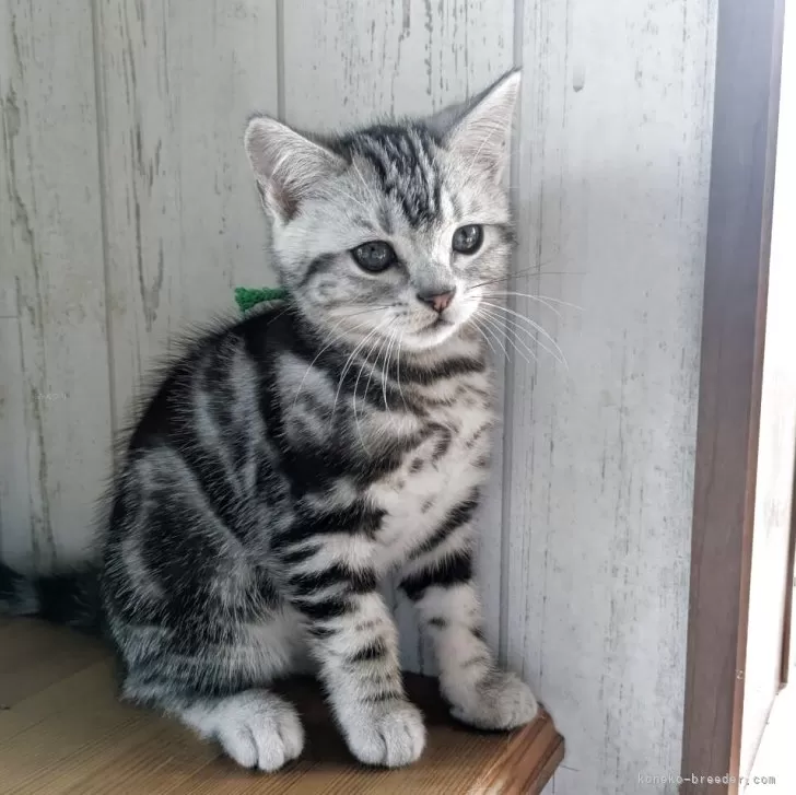 ID：2605-00844の子猫