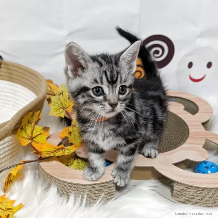 M.M 様のお迎えした子猫