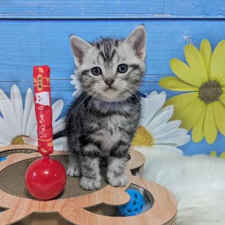 ID：2503-01056の子猫