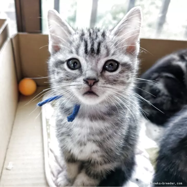 ID：2510-00161の子猫