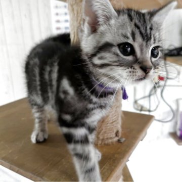 アメリカンショートヘア【三重県・男の子・2025年4月1日・シルバータビー】の写真「かわいい顔の男の子😺」