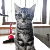 アメリカンショートヘア