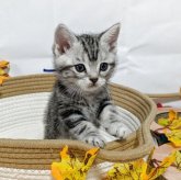 アメリカンショートヘア