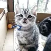 アメリカンショートヘア【三重県・男の子・2025年8月19日・シルバータビー】の写真2