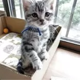 アメリカンショートヘア【三重県・男の子・2025年8月19日・シルバータビー】の写真3