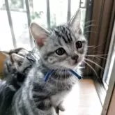 アメリカンショートヘア【三重県・男の子・2025年8月19日・シルバータビー】の写真7