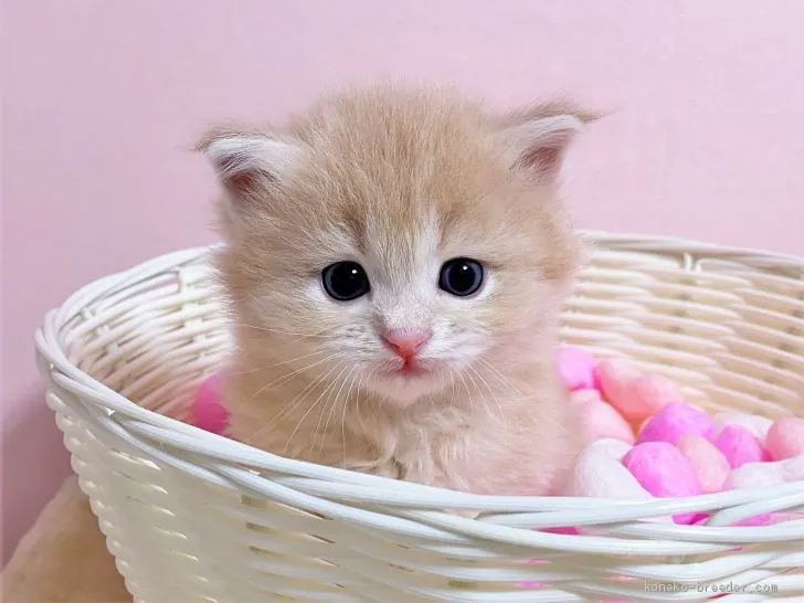 ID：2012-00171の子猫