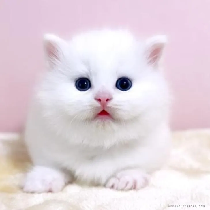 ID：2210-00610の子猫