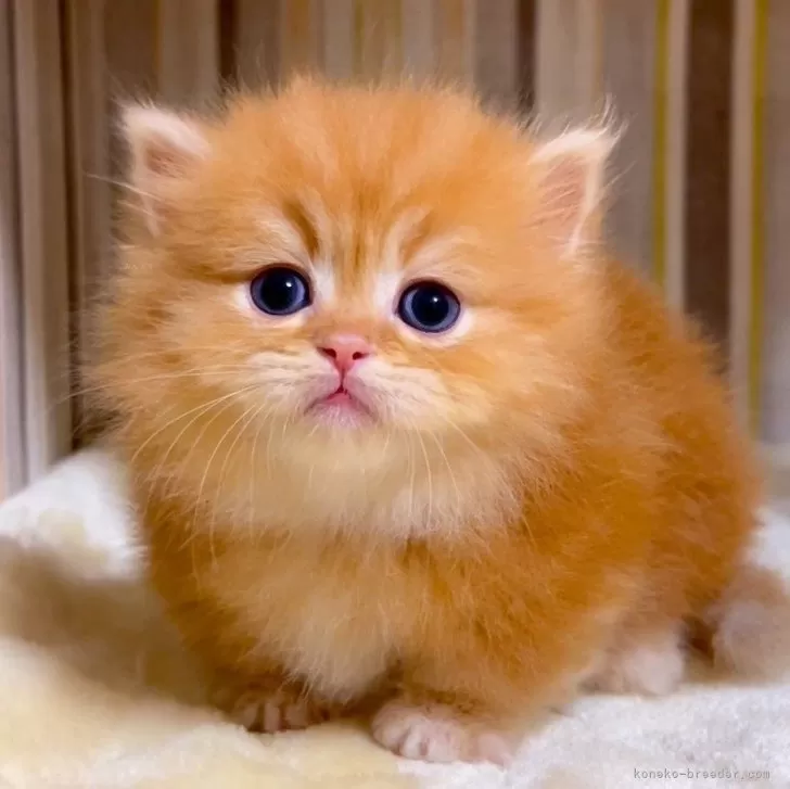 ID：2410-02012の子猫