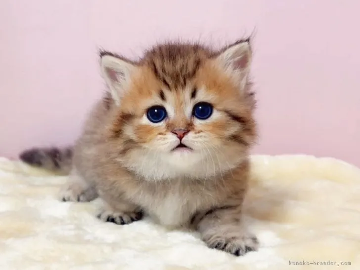 ID：2203-01594の子猫