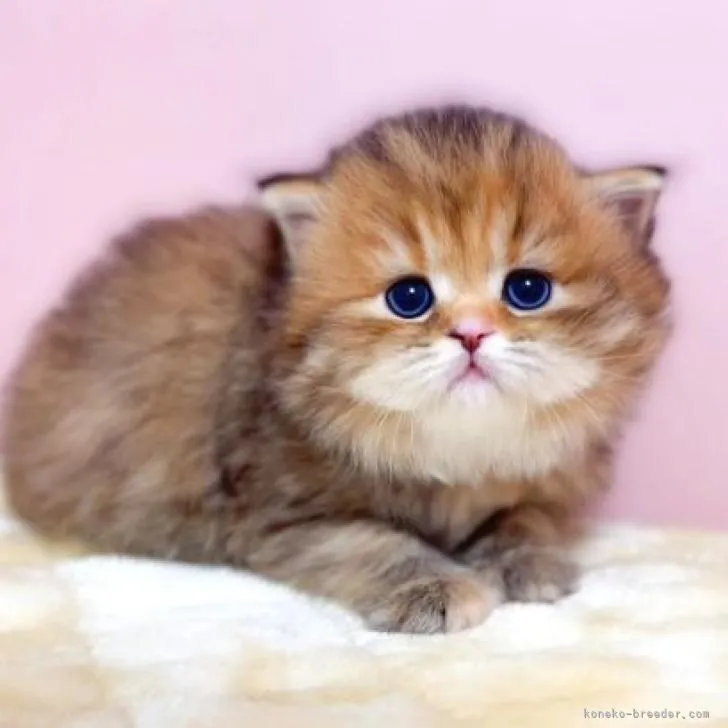 ID:2206-03396の子猫