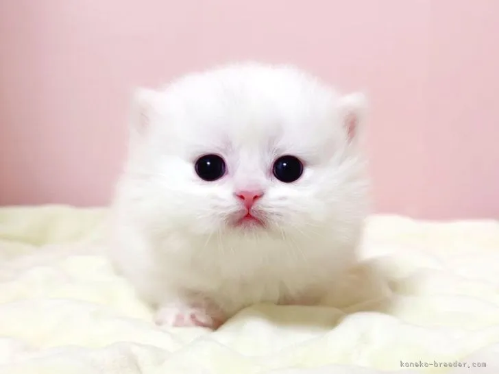 ID：2204-00821の子猫