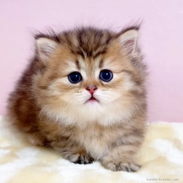 ID：2303-02209の子猫