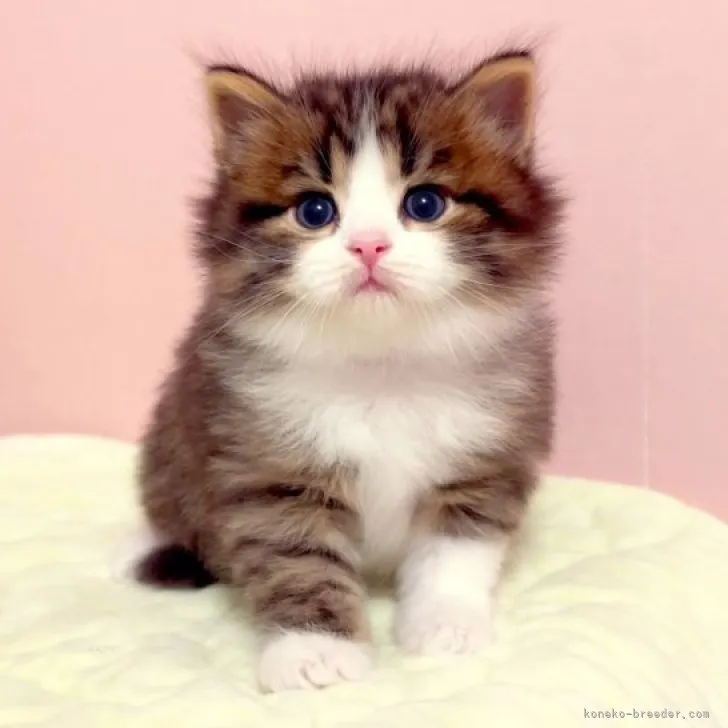 ID：2309-02411の子猫