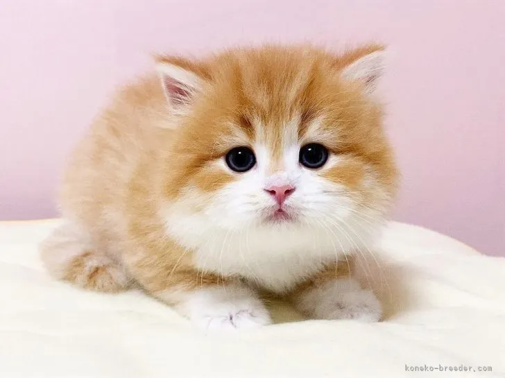 ID:2111-02355の子猫
