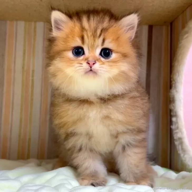 ID：2405-00918の子猫