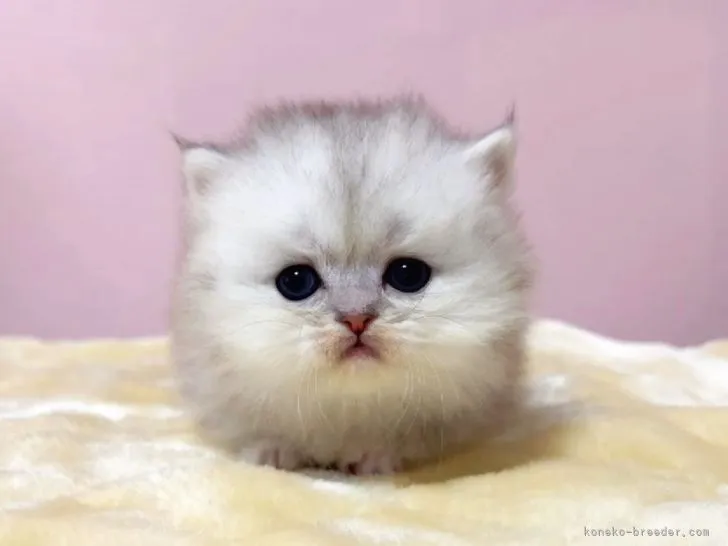 ID：2201-01088の子猫