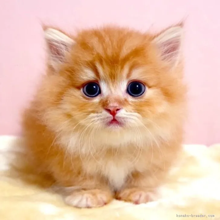 ID：2308-00686の子猫