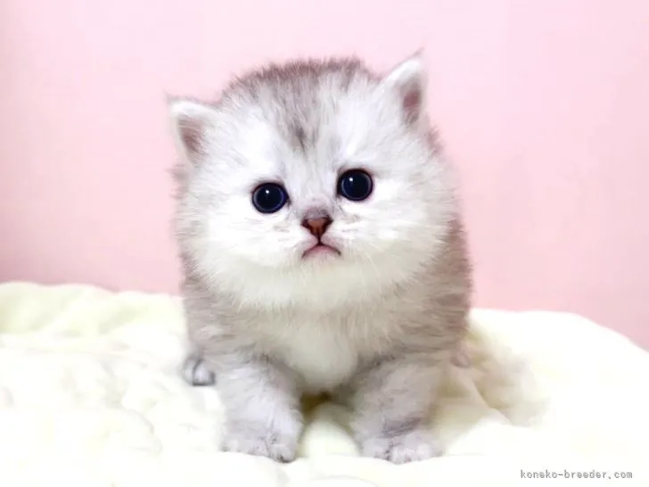 M 様のお迎えした子猫