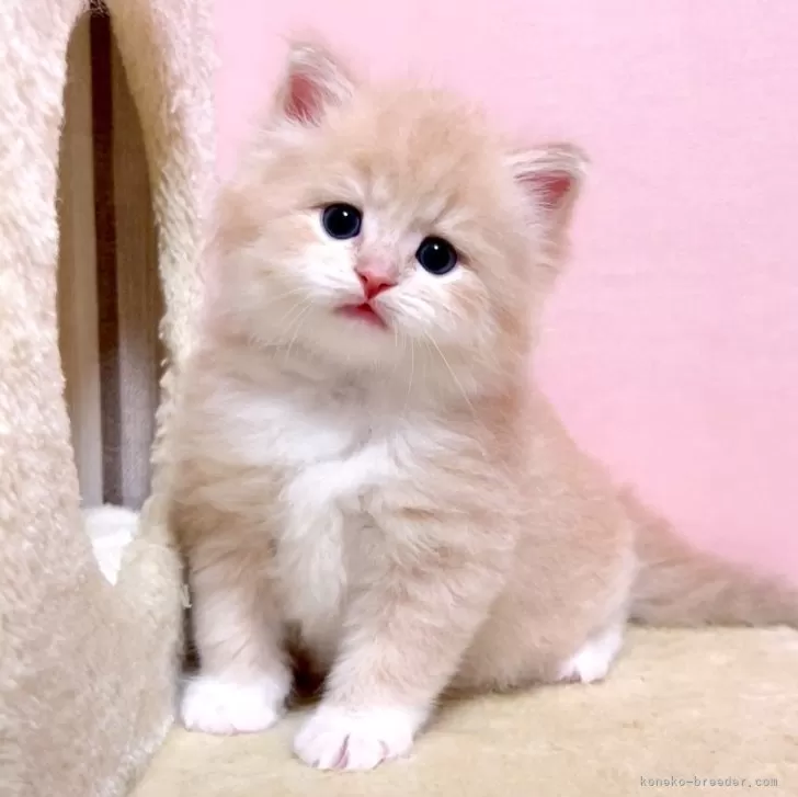 ID：2410-03228の子猫
