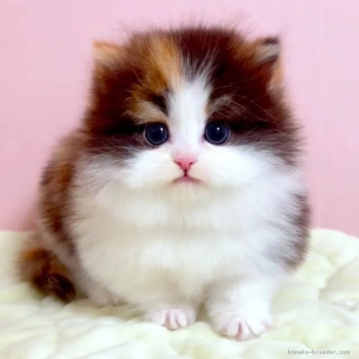 ID：2309-02403の子猫