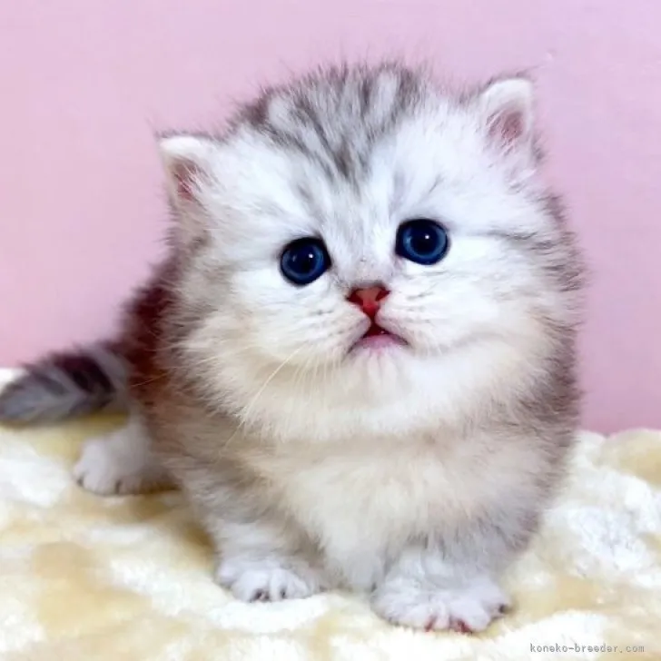 ID：2303-02192の子猫