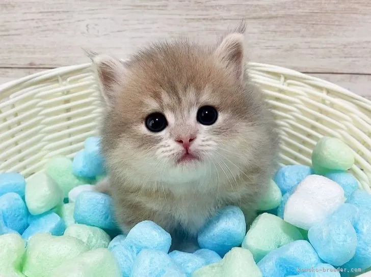 max 様のお迎えした子猫