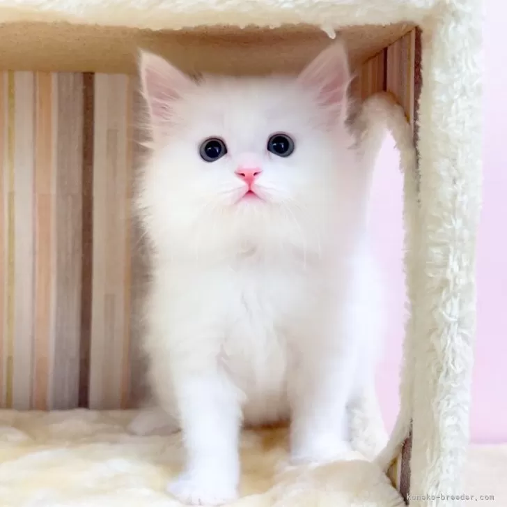 ID：2406-01846の子猫