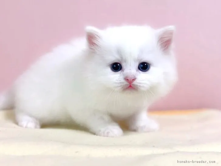 R.O 様のお迎えした子猫