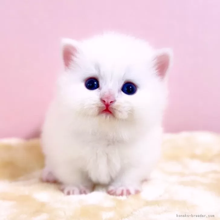 ID：2403-01680の子猫