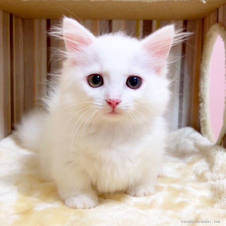しろねこハウスの美ねこ | みにゃさん、おこんばんは🌇 ぽん