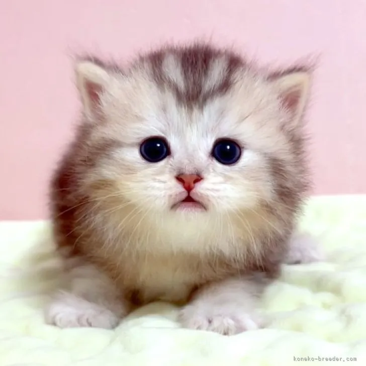 ID：2308-00966の子猫