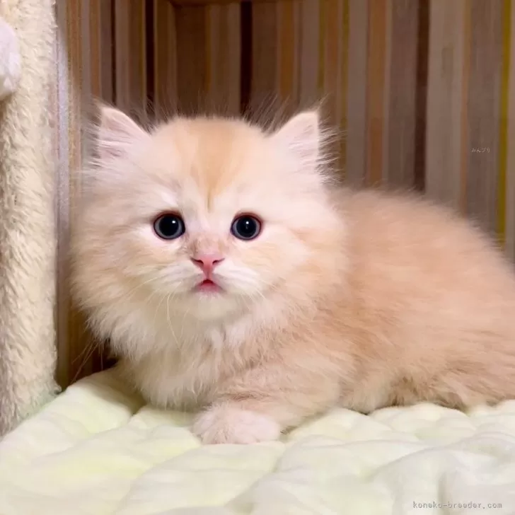 ID：2405-00802の子猫
