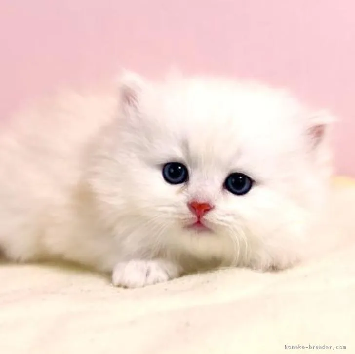 ID：2212-01497の子猫