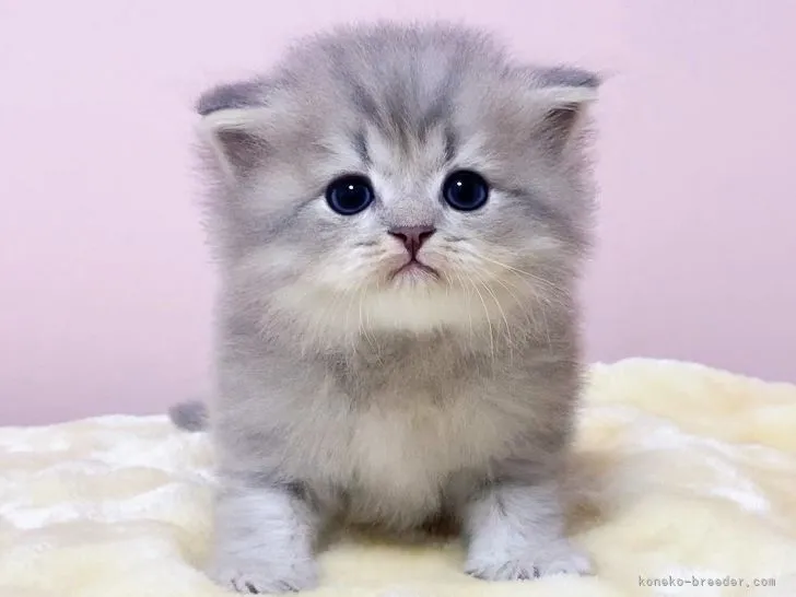 A.F 様のお迎えした子猫