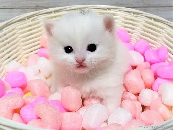 ID:2104-01199の子猫