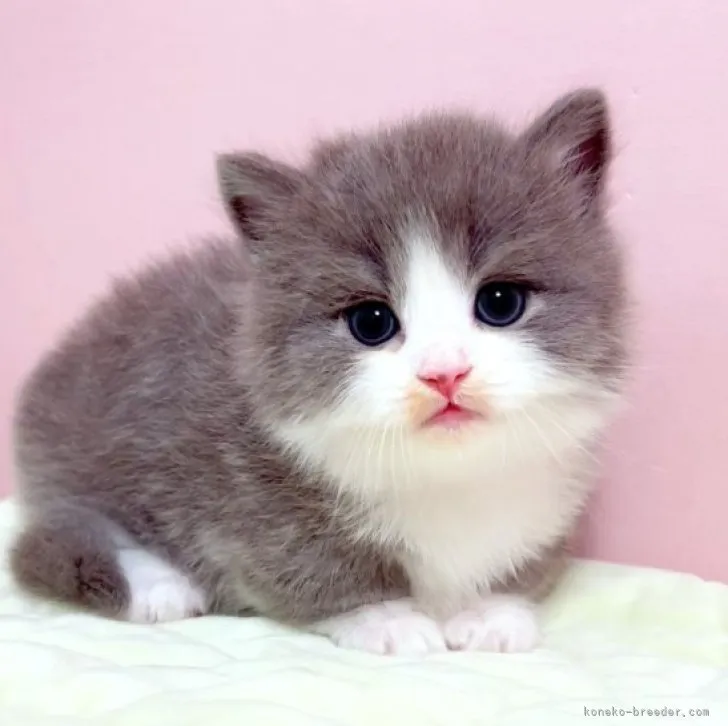 ID:2306-03212の子猫