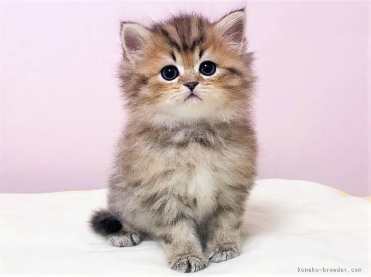 ID:2109-01104の子猫