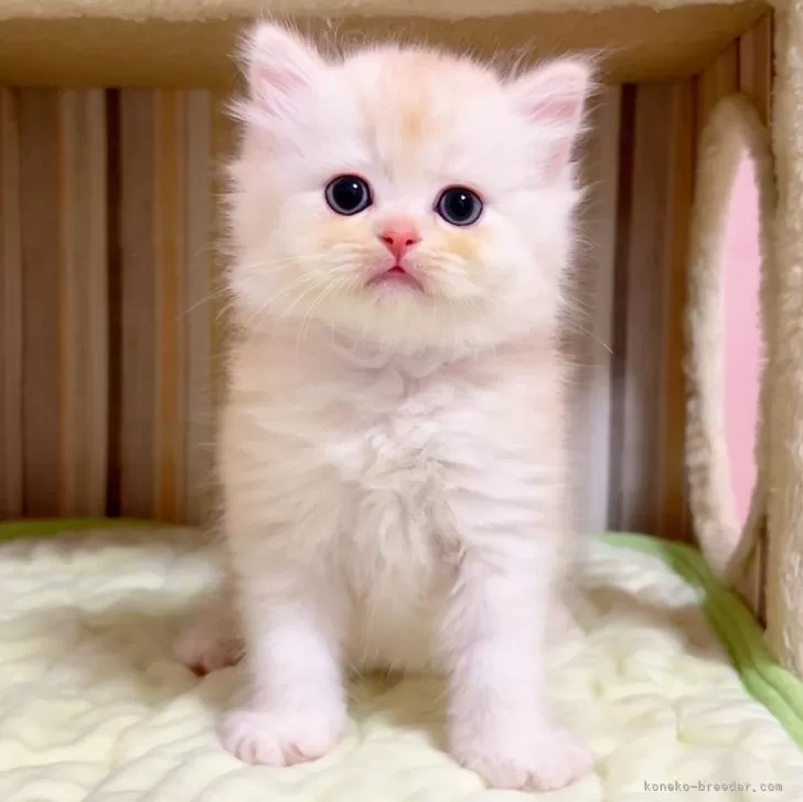 ID：2405-00917の子猫