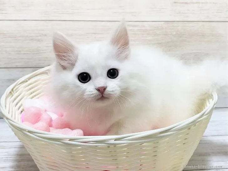 ID：2104-01203の子猫