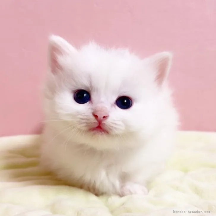 ID:2310-00449の子猫