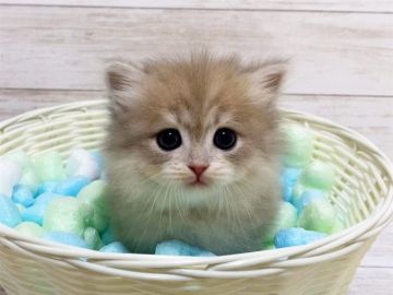 マンチカン(短足)【千葉県・女の子・2021年4月15日・ブルータビーホワイト（長毛（ロング））】の写真「綺麗なブルーの短足マンチカンちゃんです♥」