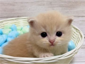 マンチカン(短足)【千葉県・女の子・2021年4月15日・クリームタビー（長毛（ロング））】の写真「垂れ目の可愛い短足マンチカンちゃんです♥」