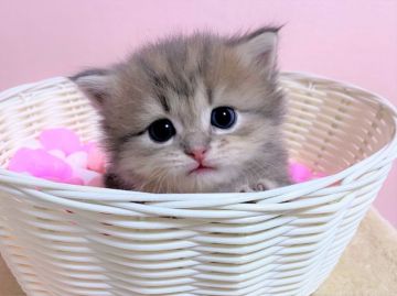 マンチカン(短足)【千葉県・男の子・2020年11月7日・ブルータビーホワイト（セミロング〜ロング）】の写真「とっても甘えん坊な短足のマンチカンちゃんです♥」