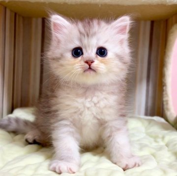 マンチカン(長足)【千葉県・女の子・2024年4月28日・シルバーパッチドタビー（長毛（ロング））】の写真「♥両親遺伝子検査済み」