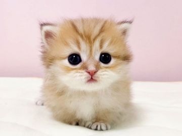 ミヌエット【千葉県・女の子・2021年7月21日・チンチラゴールデン（長毛（ロング））】の写真「短足ミヌエットちゃんです♥」