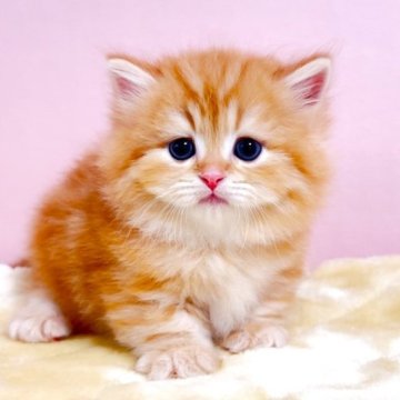 ミヌエット【千葉県・男の子・2023年3月7日・レッドタビー（長毛（ロング））】の写真「短足ミヌエットちゃんです♥両親遺伝子検査済み」