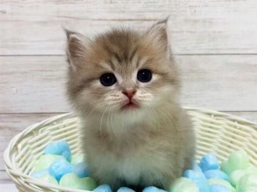 マンチカン(長足)【千葉県・女の子・2021年4月15日・ブルータビー（長毛（ロング））】の写真「綺麗なブルーのマンチカンちゃんです♥」