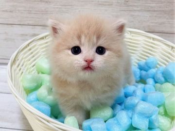 ミヌエット【千葉県・女の子・2021年5月29日・クリームタビー（長毛（ロング））】の写真「綺麗なクリーム色の短足ミヌエットちゃんです♥」