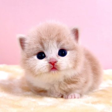 マンチカン(短足)【千葉県・男の子・2024年3月2日・クリームタビーホワイト（長毛（ロング））】の写真「♥短足マンチカンちゃんです♥両親遺伝子検査済み♥」